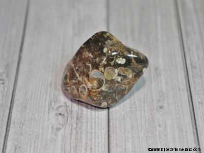 Galet Agate Fossile