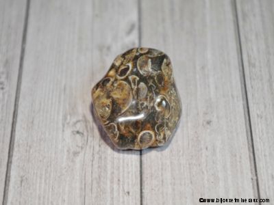 Galet Agate Fossile